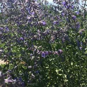 Meet your Posher, Angélica